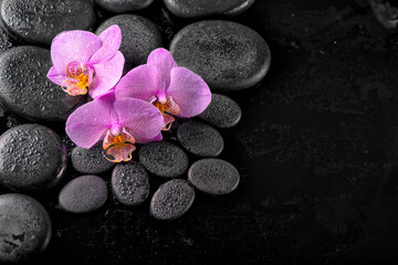 Fototapeta na wymiar spa composition of blooming twig orchid flower with water drops and zen basalt stones over black background, close up