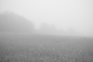 Obraz na płótnie Canvas Tree in the fog over the meadow with view. Slovakia