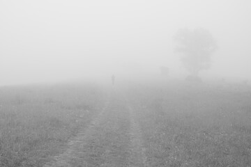 Tree in the fog over the meadow with view. Slovakia