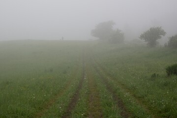 Tree in the fog over the meadow with view. Slovakia