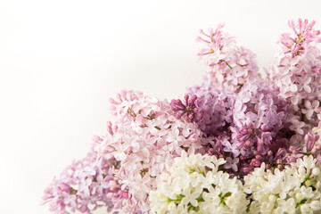 Purple and pink lilac flowers on white background