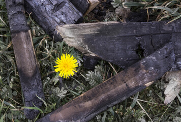 Dandelion growing through the coals