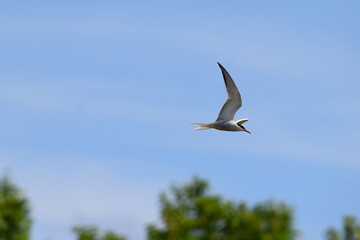 Common tern in flight in summer with blue skies
