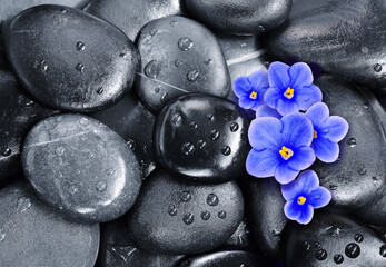 Set of violet flowers on pebble