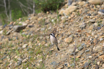 The shrike turned away from the camera