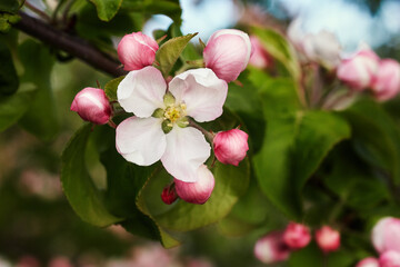 Flowering apple trees in spring