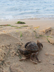 Crab on the sandy beach. Coast.