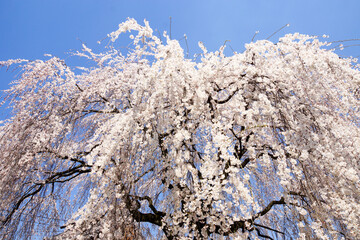 枝垂桜