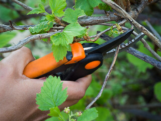 Pruning currant branches in the garden