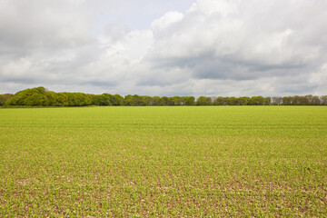 pea fields and woodland