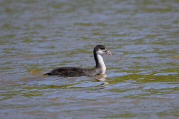Older coot duckling swimming solo across a lake