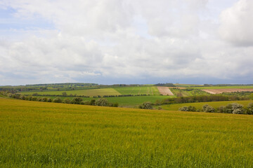 scenic barley fields