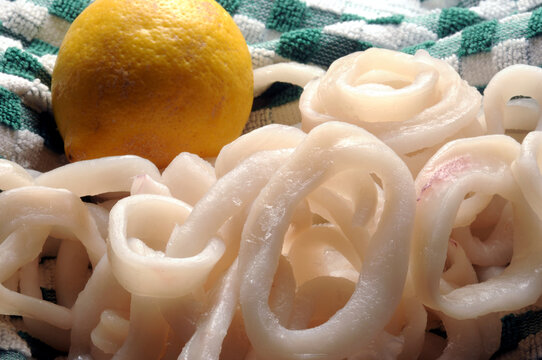 Loligo vulgaris Europska lignja Gewone pijlinktvis K&ouml;z&ouml;ns&eacute;ges kalm&aacute;r Squid Anelli di calamaro 欧洲乌贼 Calamar Обыкновенный кальмар Mực ống ch&acirc;u &Acirc;u לוליגו שקוף Mustekalarenkaita 