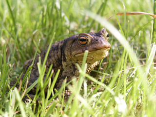 toad in grass, Sweden