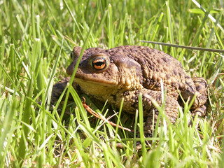toad in grass, sweden