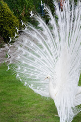 Male white peacocks are spread tail-feathers IV