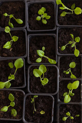 Top view on plastic containers with young baby plants growing on fertile soil. Agriculture. Small Growing Cantaloupe Sprouts on white background. Garden grow vegetables. Eco.