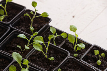 Top view on plastic containers with young baby plants growing on fertile soil. Agriculture. Small Growing Cantaloupe Sprouts on white background. Garden grow vegetables. Eco.