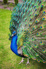 Obraz premium Male white peacocks are spread tail-feathers XI