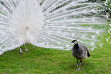 Obraz premium Male white peacocks are spread tail-feathers XIX