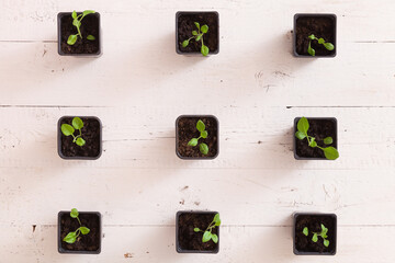 Top view on plastic containers with young baby plants growing on fertile soil. Agriculture. Small Growing Cantaloupe Sprouts on white background. Garden grow vegetables. Eco.