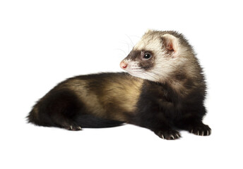 Grey ferret in full growth, isolated on white background