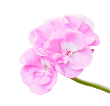 Flowers of pink geranium, isolated on white background