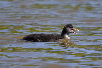 Coot duckling calling out 