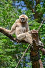 gibbon