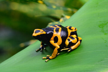 Poison dart frog on a plant leaf