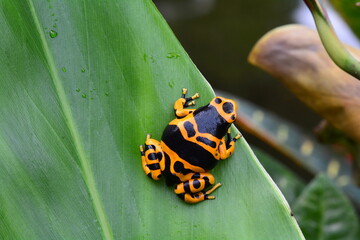Poison dart frog sitting on a plant leaf