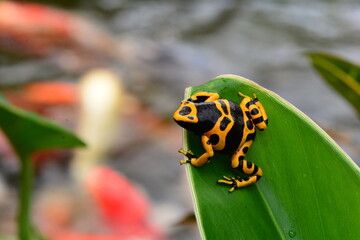 Naklejka premium Poison dart frog sitting on a plant leaf