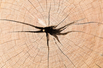 Cutting tree wood end texture close-up