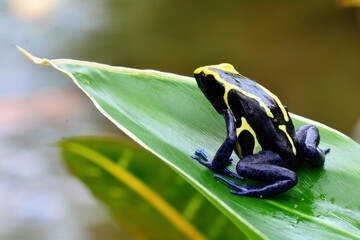 Poison dart frog sitting on a plant leaf