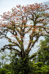 Tree in the rainy mountains