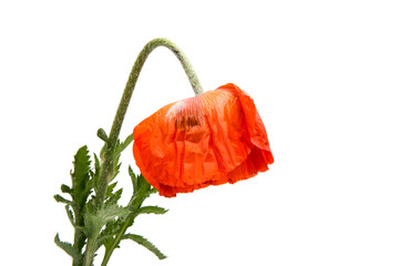Obraz premium Red poppy isolated
