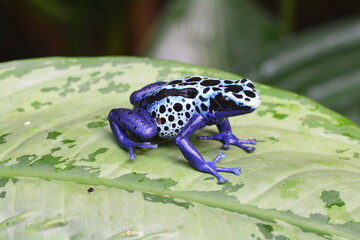 Fototapeta premium Poison dart frog on a plant leaf