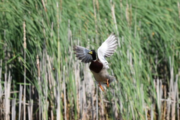 Drake mallard duck in early flight from the lake