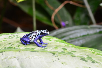 Poison dart frog on a plant leaf