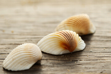 Obraz na płótnie Canvas Seashells on wooden surface