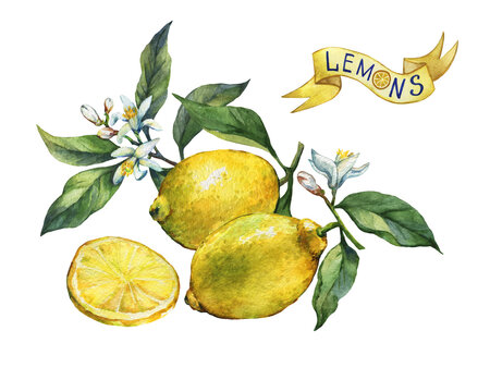 Fresh citrus fruit lemon on a branch with fruits, green leaves, buds and flowers. Label in sketch style. Hand drawn watercolor painting on white background.