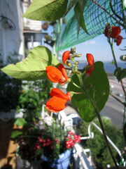 Red flowers of runner bean in greening the balcony.
