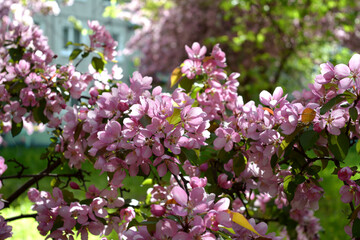 Spring blooming apple tree in town yard. Pink flowers.