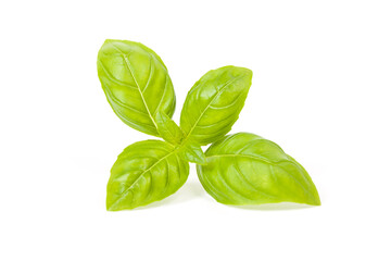 basil isolated