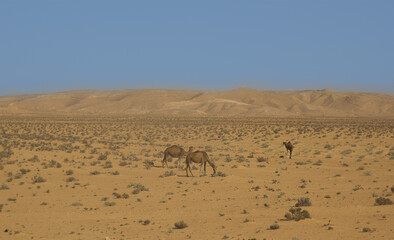The landscape in the Sahara Desert. Camels.