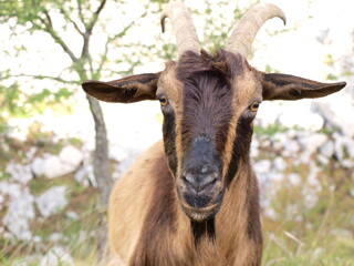 wild brown goat