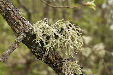 Iceland moss on tree branch closeup on green background