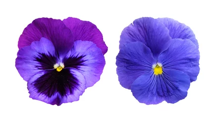 Washable wallpaper murals Pansies Pansies isolated on white background.
