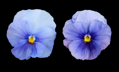 Pansies isolated on a black background.