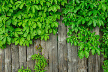 Green leaves on a background of boards